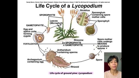 Phylum Lycophyta กลุ่มLycopodium - YouTube