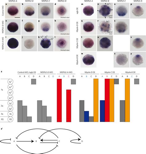Effects Of Inhibition Or Overexpression Of Spile Genes On Gene