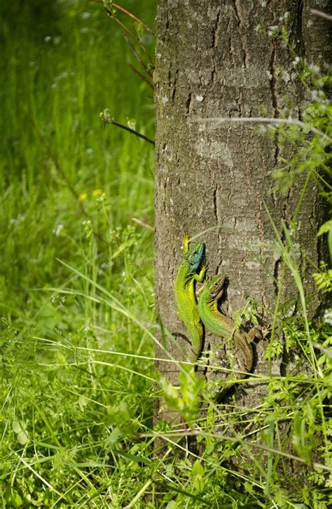 Two Little Green Lizards On A Tree Bark Stock Image Image Of Details