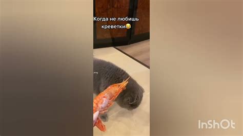 Кот не любит креветки)) - YouTube