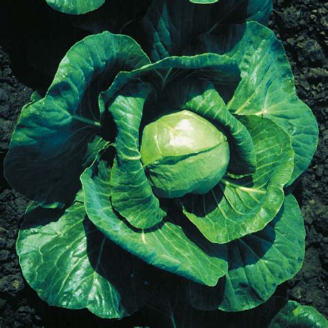 Cabbage Elisa F1 Kings Seeds Direct