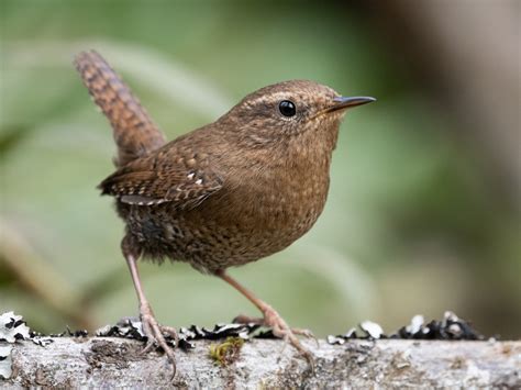 A Very Small Brown Bird