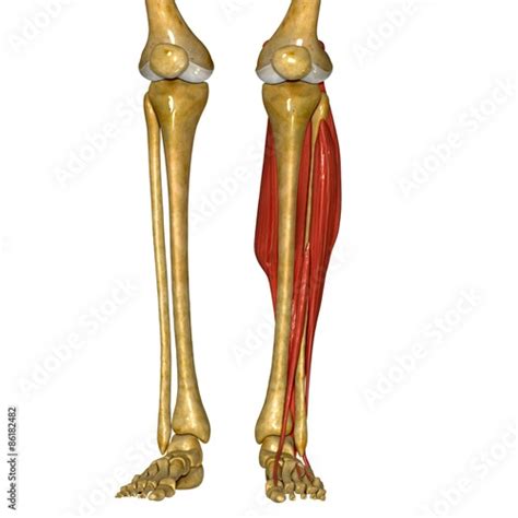 Fibula and Tibia Muscles - Buy this stock illustration and explore ...