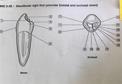 Exam 3 Mandibular Right First Premolar Pt 1 Diagram Quizlet