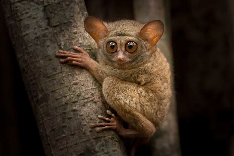 tarsier / Définition TARSIER