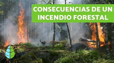 Impacto De Los Incendios Forestales Recursos Escolares