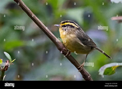 Yellow Throated Fulvetta Schoeniparus Cinereus Sikkim India Stock