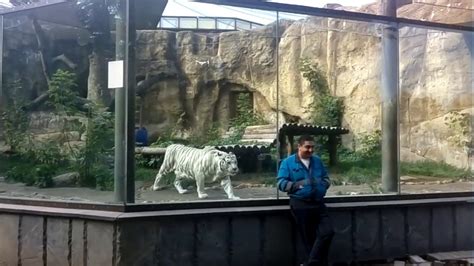 Ce Tigre Blanc A Bien Envie De Croquer Ce Touriste Vid O Dailymotion