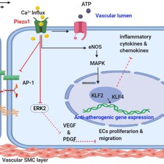 Piezo Flow Induced Anti Atherogenic Signaling Mechanism Schematic