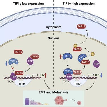 TIF1γ通过与TAF15 TBP复合物相互作用抑制肺腺癌EMT和转移 Cell Reports X MOL