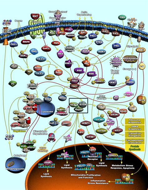 Mtor Signaling Pathway Raybiotech