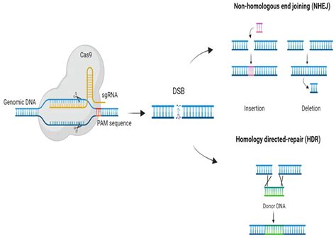 Ijms Free Full Text Crisprcas As A Genome Editing Technique In