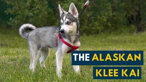 The Alaskan Klee Kai A Smaller Husky Youtube