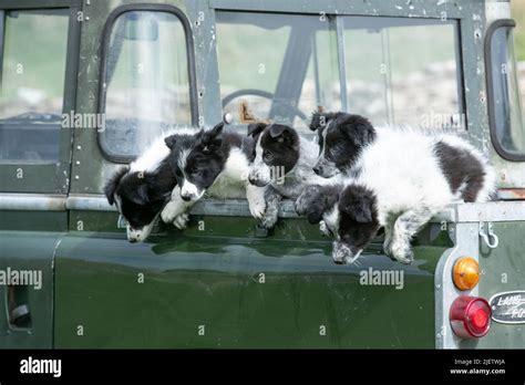 Working Sheepdog and Puppies Stock Photo - Alamy