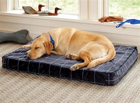 10 Best Orthopedic Dog Beds - Ship Shape Pets