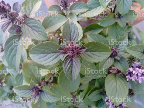 Basil Is A Common Name For The Culinary Annual Herb Ocimum Basilicum