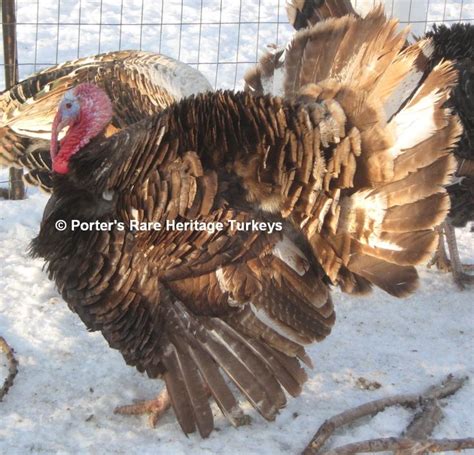 Porter S Rare Heritage Turkeys Mottled Chocolate Heritage Rare