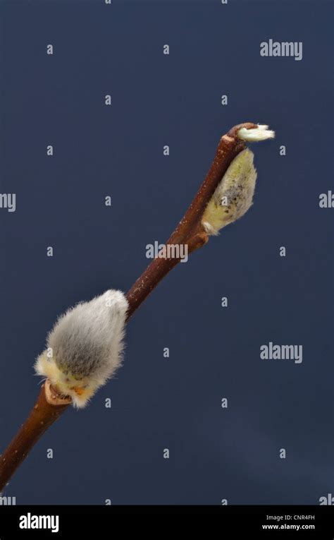 Emerging Catkins Of The Pussy Willow Stock Photo Alamy