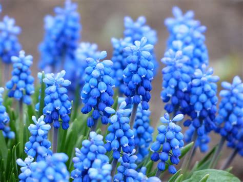 Blue Flowers Photos, Download The BEST Free Blue Flowers Stock Photos ...