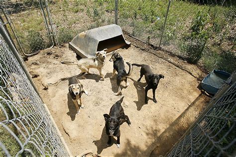 For Poor Families An Added Burden Of Too Many Pets The New York Times