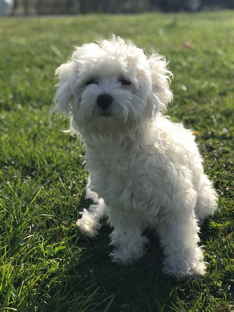 Bichon Frise Maltese Mix Everything You Need To Know Artofit