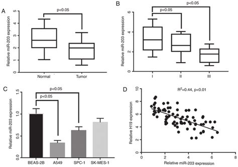 Determination Of MiR 203 Expression In NSCLC Tissues And Cell Lines