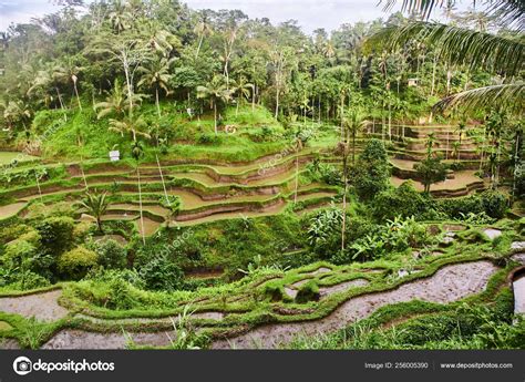 Rice Plantations In Bali View From Above — Stock Photo © Dimanikin