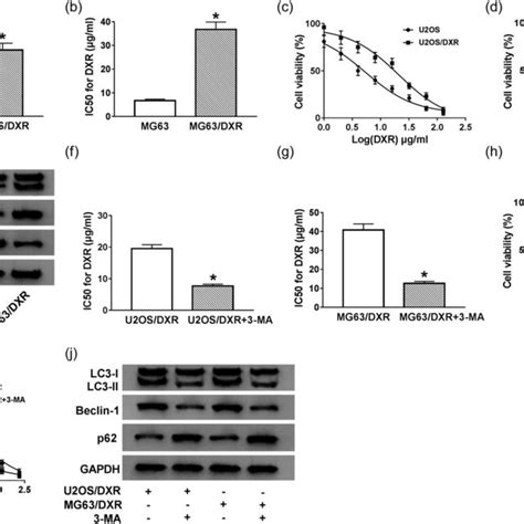 Dxr Resistance Is Related To Autophagy In Osteosarcoma Cells A And B