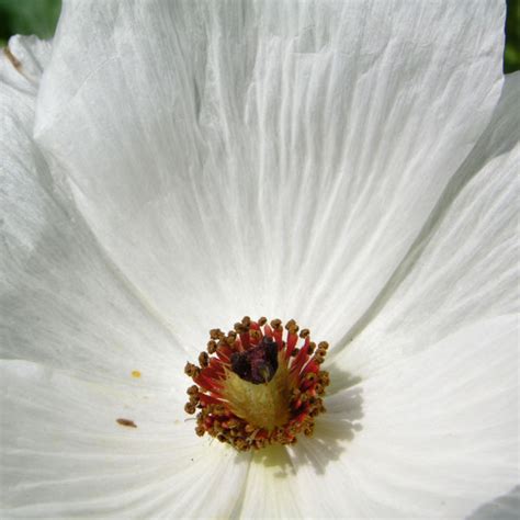 Breithorniger Stachelmohn Bl Te Wei Argemone Platyceras Galerie Album