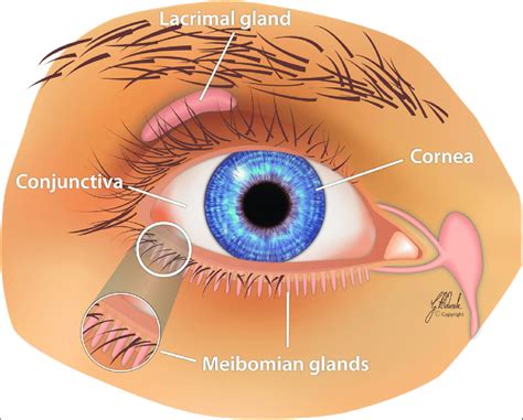 Lacrimal System Punctal Plugs An0055 Stock Eye Images