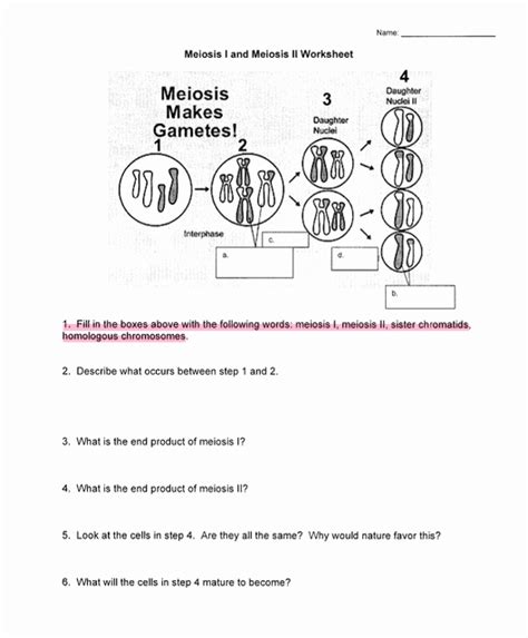 50 Meiosis Matching Worksheet Answer Key