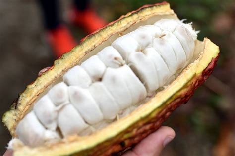 Cacao Ecuatoriano Entre Los Mejores Del Mundo Econom A Noticias