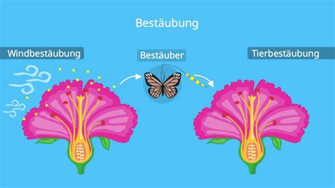 Blüte Aufbau Blütenbestandteile mit Funktion mit Video