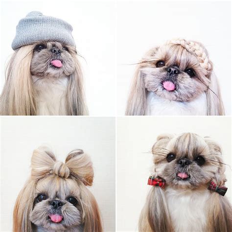 Pekingese Haircut Styles Pictures - Best Haircut 2020