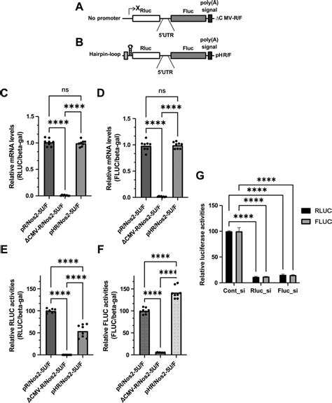 Confirmation Of Ires Activity In Nos Mrna A Bicistronic Vector