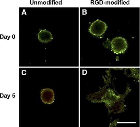 Increased Survival And Function Of Mesenchymal Stem Cell Spheroids