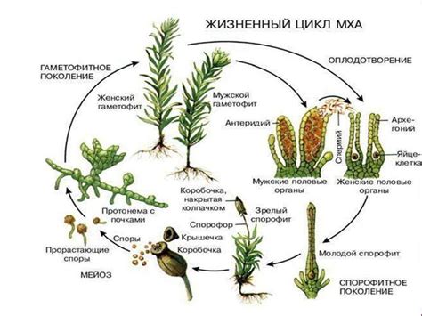 Жизненные циклы растений - презентация онлайн
