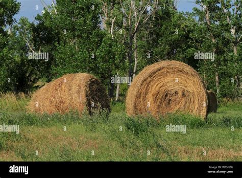 Agriculture Round Bales Alfalfa Hay Hi Res Stock Photography And Images