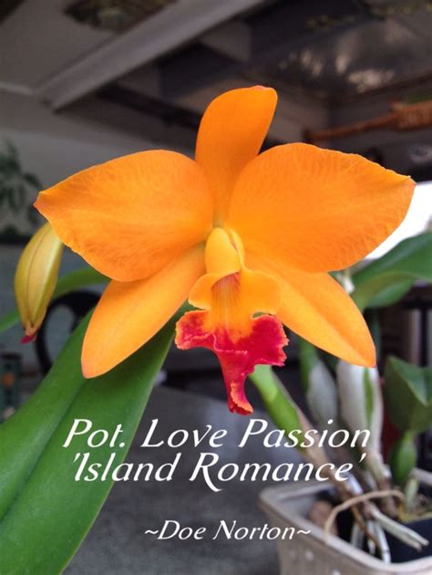 2 2015 ~ Pot Love Passion Island Romance Orchids Cattleya Plants