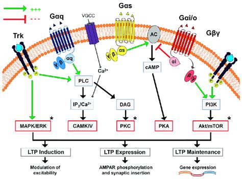 Schematic Representation Of The Main Metabotropic Signalling Pathways