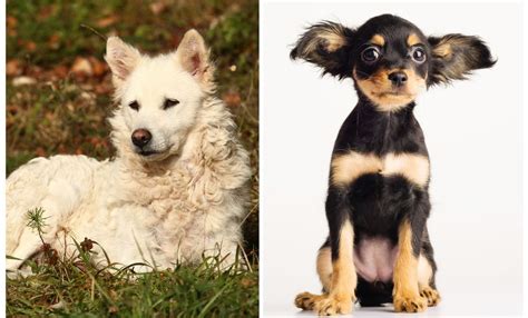 Estas Son Las Dos Nuevas Razas De Perro Puras Reconocidas Por El Akc