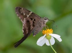 Long Tailed Skipper Alabama Butterfly Atlas