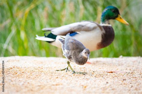 Joven gallineta común Gallinula chloropus y ánade real macho Anas