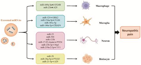 Frontiers Emerging Roles Of Mirnas In Neuropathic Pain From New