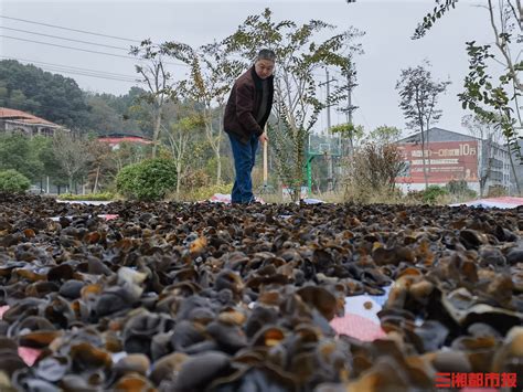 衡山县：木耳菌棒成为乡村振兴的“接力棒” 三湘都市报