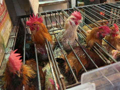 英國爆h5n1禽流感 港暫停進口疫區禽類產品 星島日報