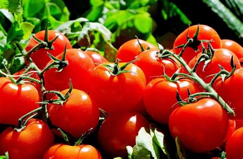 The Tomato Price Surge In India A Consequence Of Farming Woes