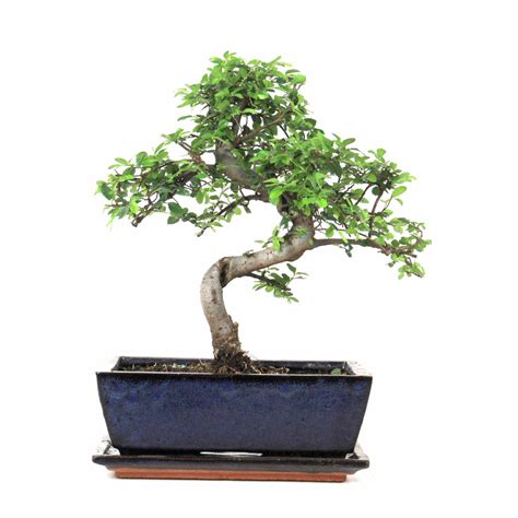 Indoor Bonsai Chinesische Ulme Jahre Cm Bei Oyaki Bonsai Kaufen