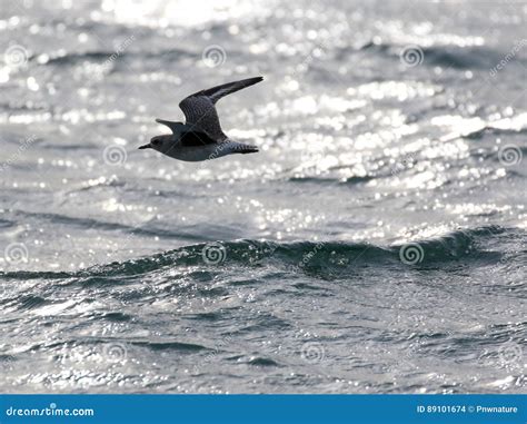 black bellied plover flying stock photo image  bird wildlife