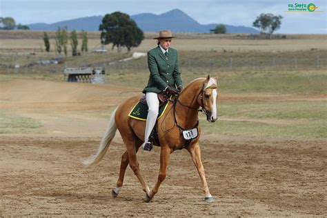 Chalani Australian Stock Horses Chalani Australian Stock Horses